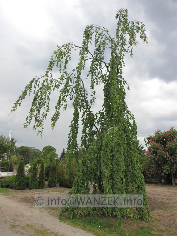 Fagsu sylvatica Pendula - Busch Sol 4.JPG